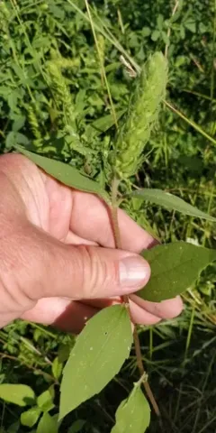 Sumpweed thumbnail 2