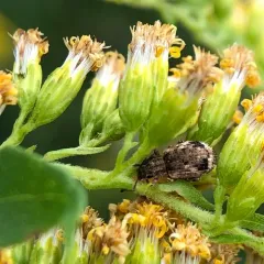 Peach Root Weevil thumbnail 2