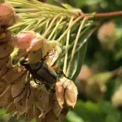 American Rose Chafer thumbnail 4