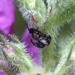 Flower Bud Weevil thumbnail 2