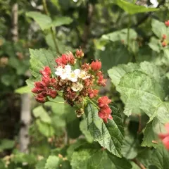 common ninebark thumbnail 3