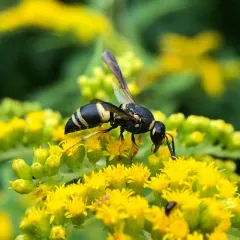 Hidalgo Mason Wasp thumbnail 2