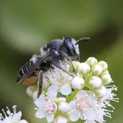 Flat-tailed Leafcutter Bee thumbnail 2
