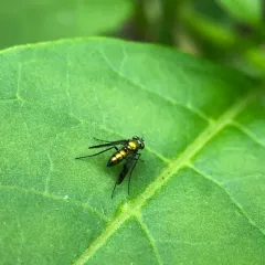 Condylostylus patibulatus thumbnail 3
