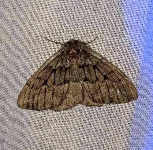 Nepytia umbrosaria