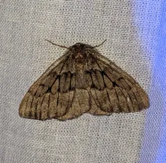 Nepytia umbrosaria thumbnail 1