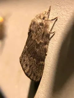 Riley's Lappet Moth thumbnail 2