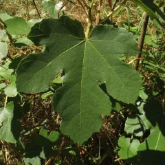 common fig thumbnail 3