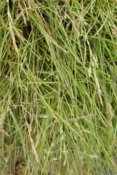 alaska alkali grass thumbnail 4