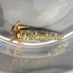 Grainy Hermit Crab thumbnail 2