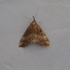 Red-footed Snout thumbnail 1