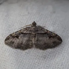 Bent-lined Carpet thumbnail 4