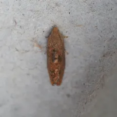 Filbertworm Moth thumbnail 3
