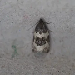 Divided Olethreutes Moth thumbnail 3