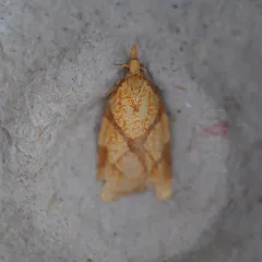 Reticulated Fruitworm Moth thumbnail 3