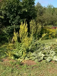 White Mullein thumbnail 2