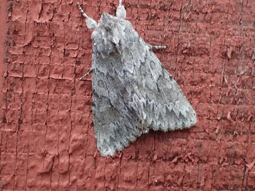 Canadian Giant Moth
