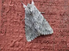 Canadian Giant Moth thumbnail 1