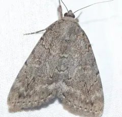 Judith's Underwing thumbnail 4