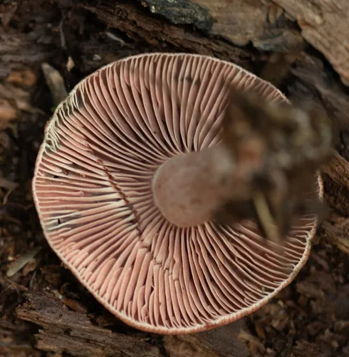 Lactarius subpurpureus