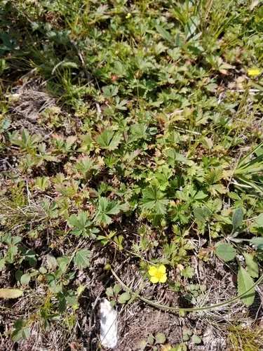 English cinquefoil