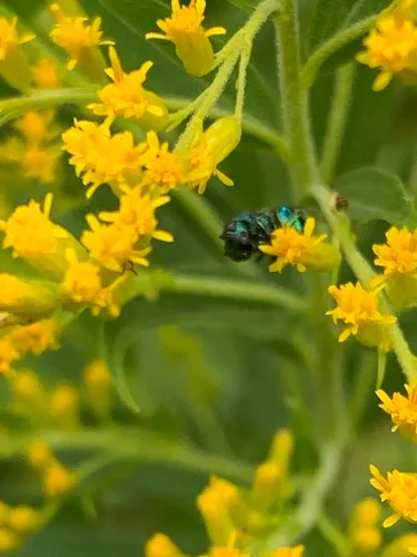 Perilampus hyalinus