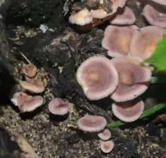 Hairy Oyster Mushroom thumbnail 2