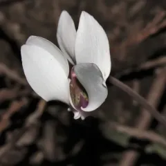 Ivy-leaved cyclamen thumbnail 2
