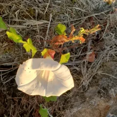large bindweed thumbnail 2