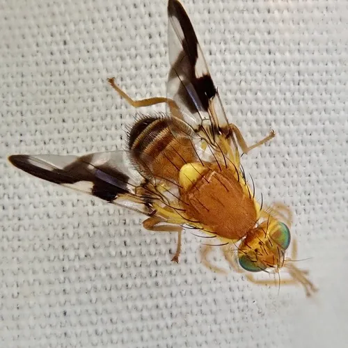 Walnut Husk Maggot Fly
