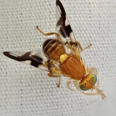 Walnut Husk Maggot Fly thumbnail 1