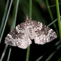 White Eulithis Moth thumbnail 3