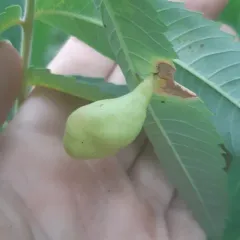 Sumac Gall Aphid thumbnail 4