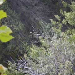 Say's Phoebe thumbnail 4