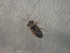 Western Big-eyed Bug thumbnail 4