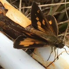 Broad-winged Skipper thumbnail 4