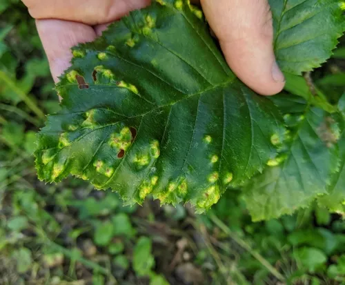 Alder erineum mite