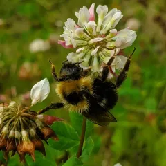 Yellowish Cuckoo Bumble bee thumbnail 3