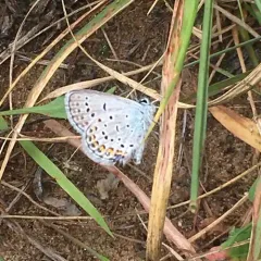 Karner Blue thumbnail 2
