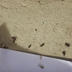 Little Brown Bat thumbnail 1