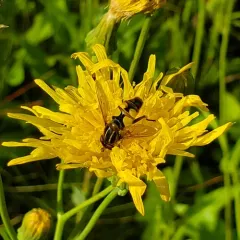 Woolly-tailed Marsh Fly thumbnail 3