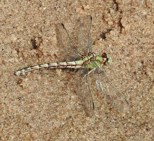 Sioux Snaketail