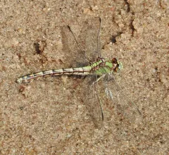 Sioux Snaketail thumbnail 1