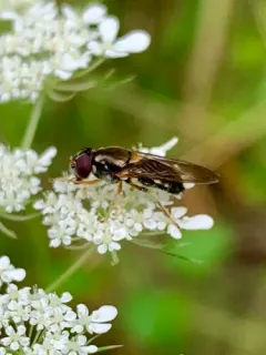 Yellow-shouldered Blacklet thumbnail 1
