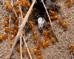 Wide-legged Citronella Ant thumbnail 4