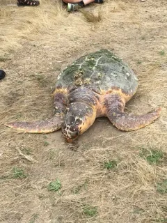 Loggerhead Sea Turtle thumbnail 3