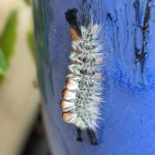Douglas-fir tussock moth
