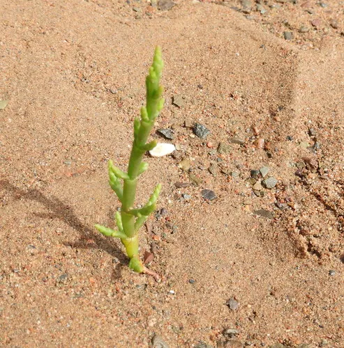 slender glasswort