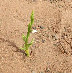 slender glasswort thumbnail 1