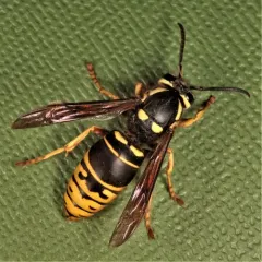 Widow Yellowjacket thumbnail 4